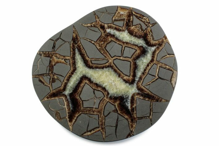 Polished Septarian Nodule End-Cut - Utah #378362
